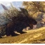 Игра для PlayStation 5 Wild Hearts